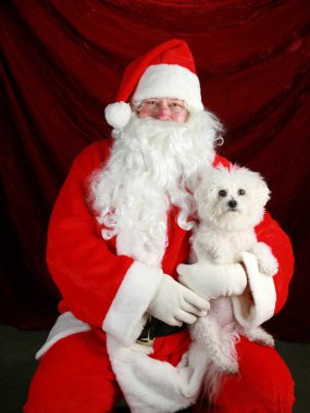 Noel Baba. Noel Bichon Frise Köpeği. Noel Baba 'nın elinde bir Bichon Frise Dog var. Santa, Bichon Frise Dog 'unu tutuyor. Noel Baba, Saf Bichon Frise köpeğini Noel fotoğrafı için tutuyor. Mutlu Noeller.. 