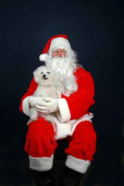 Święty Mikołaj Boże Narodzenie Bichon Frise Dog Święty Mikołaj Trzyma — Zdjęcie stockowe