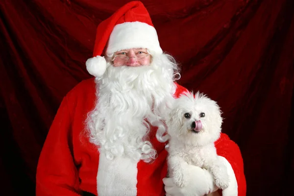 Christmas Santa Claus Christmas Bichon Frise Dog Santa Claus Holds — Stock Photo, Image
