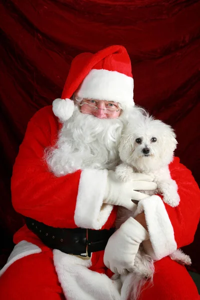 Weihnachtsmann Weihnachten Bichon Frise Dog Der Weihnachtsmann Hält Einen Bichon — Stockfoto