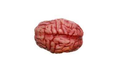 İnsan beyni. Beyazda izole edilmiş. Mesaj için yer var. Kırpma Yolu. İnsan Beyni. 