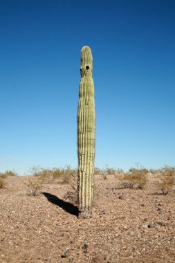 Kaktüs. Saguaro Kaktüsü Arizona Çölü 'dür. Saguaro kaktüs dağları ve gökyüzünün güneybatı çöl manzarası. Güzel bir Majestic Saguaro Kaktüsü kuru Arizona Çölü Carnegiea Gigantea 'sında gelişir. Mavi Arizona gökyüzü arka planlı kaktüs. 