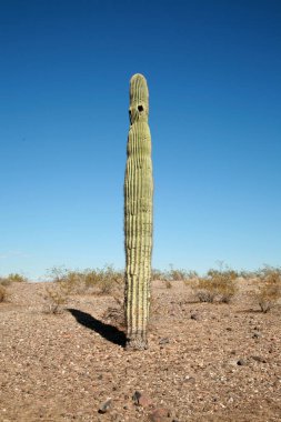 Cactus. Saguaro Cactus is Arizona Desert. A southwest desert landscape of Saguaro cactus mountains and sky. A beautiful Majestic Saguaro Cactus thrives in the dry Arizona Desert Carnegiea Gigantea. Cactus with the blue Arizona sky background.  clipart