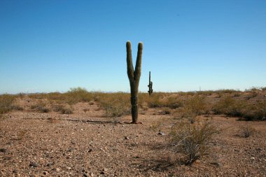 Kaktüs. Saguaro Kaktüsü Arizona Çölü 'dür. Saguaro kaktüs dağları ve gökyüzünün güneybatı çöl manzarası. Güzel bir Majestic Saguaro Kaktüsü kuru Arizona Çölü Carnegiea Gigantea 'sında gelişir. Mavi Arizona gökyüzü arka planlı kaktüs. 