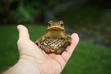 Cane Toad. Hawaii 'de güzel bir Cane Toad. Dev Çubuk kurbağası. Dev neotropik kurbağa. Deniz kurbağası. Rhinella marinası. Bir Tebeşir Kurbağası Portresi. 