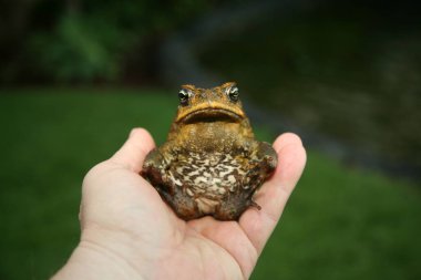 Cane Toad. Hawaii 'de güzel bir Cane Toad. Dev Çubuk kurbağası. Dev neotropik kurbağa. Deniz kurbağası. Rhinella marinası. Bir Tebeşir Kurbağası Portresi. 