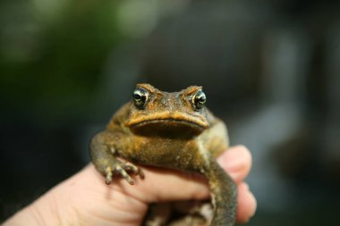 Cane Toad. Hawaii 'de güzel bir Cane Toad. Dev Çubuk kurbağası. Dev neotropik kurbağa. Deniz kurbağası. Rhinella marinası. Bir Tebeşir Kurbağası Portresi. 
