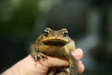 Cane Toad. A beautiful Cane Toad in Hawaii. Giant Cane toad. giant neotropical toad. marine toad. Rhinella marina. Portrait of a Cane Toad.  clipart