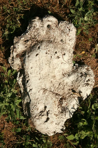 Bigfoot Plaster Foot Print Cast. Sasquatch foot print. Sasquatch Monster plaster foot print cast. A plaster cast of a Bigfoot or Sasquatch foot print found in the woods. Plaster cast of a Yetti foot print. Plaster Cast of Footprints of Bigfoot.