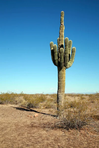 Cactus Saguaro Cactus Arizona Desert Southwest Desert Landscape Saguaro Cactus — Stock Photo, Image