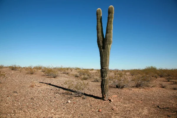 Cactus. Saguaro Cactus is Arizona Desert. A southwest desert landscape of Saguaro cactus mountains and sky. A beautiful Majestic Saguaro Cactus thrives in the dry Arizona Desert Carnegiea Gigantea. Cactus with the blue Arizona sky background.