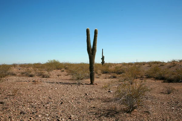 Cactus. Saguaro Cactus is Arizona Desert. A southwest desert landscape of Saguaro cactus mountains and sky. A beautiful Majestic Saguaro Cactus thrives in the dry Arizona Desert Carnegiea Gigantea. Cactus with the blue Arizona sky background.
