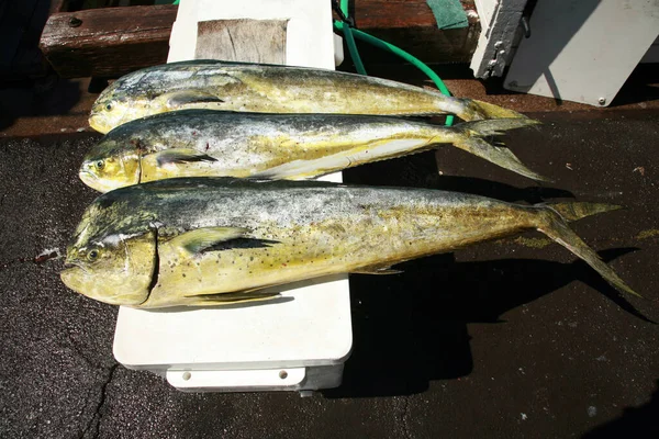 Hawaiiaanse Vis Vissen Vangst Van Dag Exotische Vis Sportvissen Maui — Stockfoto