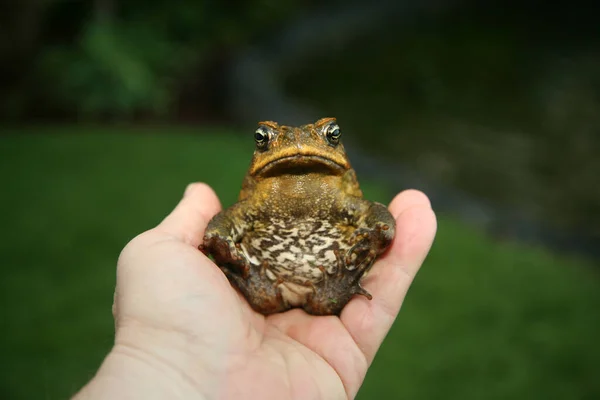 Rietpad Een Prachtige Cane Toad Hawaï Reuzenrietpad Grote Neotropische Pad — Stockfoto