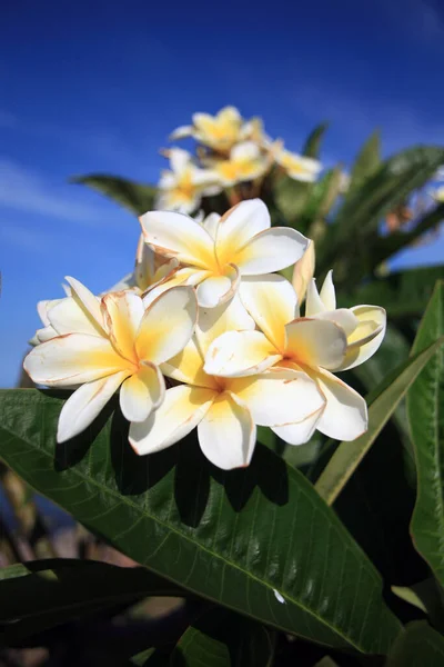 Białe Frangipani Liśćmi Biała Tropikalna Egzotyczna Natura Liści Śliwkowych Plumeria — Zdjęcie stockowe