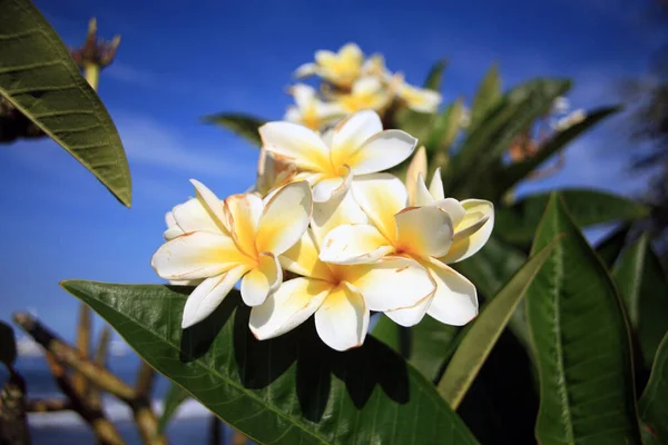 有叶子的白色乳酪 白色热带异国情调的自然叶饰 菊花盛开 具有宁静自然背景的羽毛树上的白色羽毛 美丽的夏威夷花 毛伊岛上生长的梅花 — 图库照片