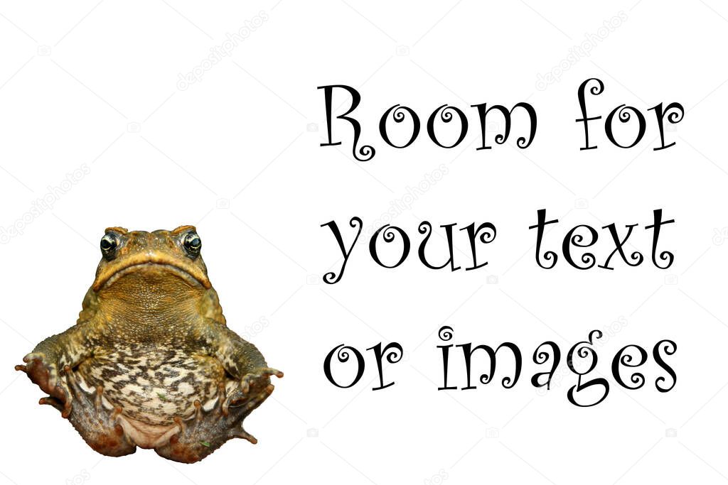 Cane Toad. A beautiful Cane Toad in Hawaii. Giant Cane toad. giant neotropical toad. marine toad. Rhinella marina. Portrait of a Cane Toad. Maui Cane Toad. Isolated on white. Room for text. Clipping Path. Amazing Toad who lives in Hawaii. 
