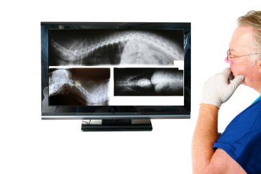Röntgenler. Bir doktor ya da veteriner köpek röntgenlerini inceler. Beyazda izole edilmiş. Mesaj için yer var. Kırpma Yolu. Köpek röntgeni. Bir köpeğin tıbbi muayenesi. Evcil hayvan röntgeni. Köpek doktoru. Hayvan doktoru. 