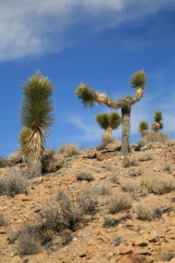 Joshua ağacı. Joshua ağacı Ölüm Vadisi 'nde büyüyor. Joshua Tree, mavi gökyüzüne karşı Joshua Tree Ulusal Parkı. 