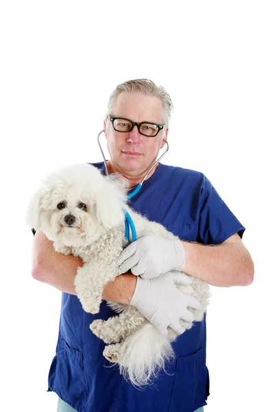 Veterinarian Dog Vet Examining Dog Veterinarians Loves Taking Care Animals — Stock Photo, Image