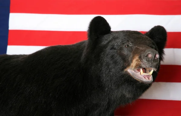 Černý Medvěd Taxidermy Černého Medvěda Před Americkou Vlajkou — Stock fotografie