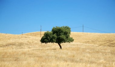 Tarladaki ağaç. Bir tarlada yeşil bir ağaç yetişiyor. Altın işlemeli yalnız ağaç. Tepedeki tek ağaç ve mavi gökyüzü.
