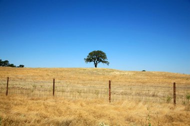 Tarladaki ağaç. Bir tarlada yeşil bir ağaç yetişiyor. Altın işlemeli yalnız ağaç. Tepedeki tek ağaç ve mavi gökyüzü.