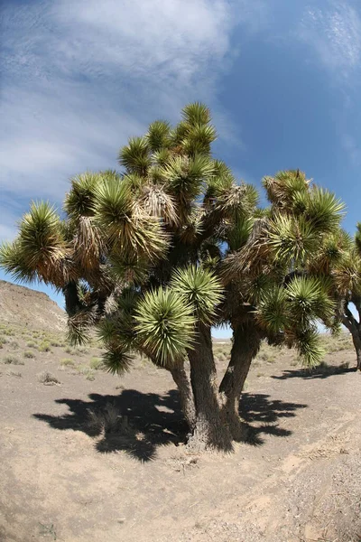 ジョシュア ツリー 手前のジョシュアツリーと青い空のモハベ砂漠 カリフォルニア国立公園のジョシュアツリーシルエット 青い空に対する孤独なジョシュアの木 ジョシュアツリー国立公園 — ストック写真