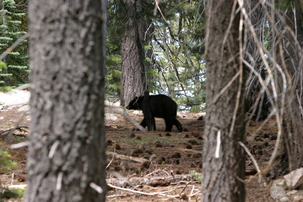 黑熊一只野熊在森林里散步 森林里的熊一只黑熊沿着小路走着 后面是针叶林加拿大落基山脉贾斯珀国家公园加拿大 — 图库照片