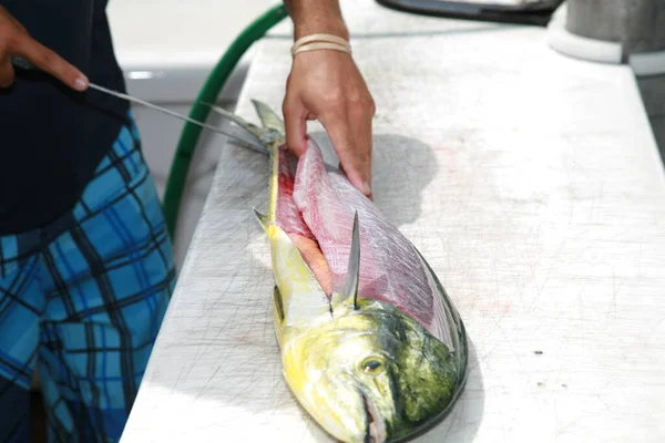 ハワイの魚 エキゾチックなハワイの魚 マウイ島で獲れたばかりの新鮮な魚 レインボーランナー 黄色いフカヒレマグロ 小野君 Mahi Mahi マウイ島の近くで獲れた美しくエキゾチックな魚 — ストック写真