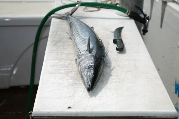 Fisk Hawaiifisk Exotisk Hawaiiansk Fisk Nyfångad Fisk Från Maui Hawaii — Stockfoto