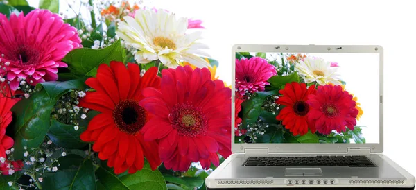 Margaritas Gerberas Una Pantalla Computadora Margaritas Gerber Hermosas Flores Florero — Foto de Stock