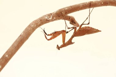 Peygamberdevesi avı. Peygamber devesi. Avrupa Peygamberdevesi veya Peygamberdevesi, Mantis Religiosa. Yeşil peygamber devesi. Devasa Şeytan Çiçeği Peygamberdevesi. Hayalet peygamberdevesi. 