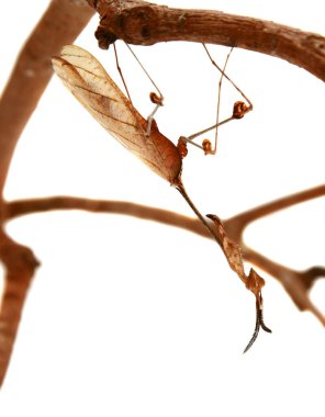 Peygamberdevesi avı. Peygamber devesi. Avrupa Peygamberdevesi veya Peygamberdevesi, Mantis Religiosa. Yeşil peygamber devesi. Devasa Şeytan Çiçeği Peygamberdevesi. Hayalet peygamberdevesi. 