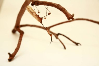 Peygamberdevesi avı. Peygamber devesi. Avrupa Peygamberdevesi veya Peygamberdevesi, Mantis Religiosa. Yeşil peygamber devesi. Devasa Şeytan Çiçeği Peygamberdevesi. Hayalet peygamberdevesi. 