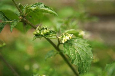 İtüzümü. Çiçek açan yasemin itüzümü. Zehirli İtüzümü. İtüzümü bitkisi. Belladonna Bitkisi. Belladonna tıbbi bitki. İtüzümü çiçekleri ve yapraklar. Belladonna. 