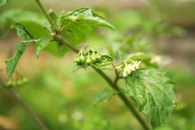 İtüzümü. Çiçek açan yasemin itüzümü. Zehirli İtüzümü. İtüzümü bitkisi. Belladonna Bitkisi. Belladonna tıbbi bitki. İtüzümü çiçekleri ve yapraklar. Belladonna. 