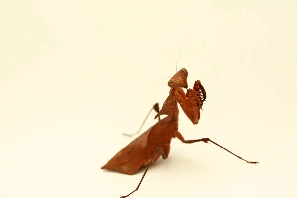 Κυνηγώντας Τον Μάντις Προσεύχεται Μάντις European Mantis Praying Mantis Mantis — Φωτογραφία Αρχείου