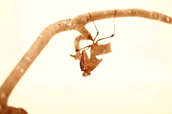 Полювання Богооленя Молитва Богооленя European Mantis Praying Mantis Mantis Religiosa — стокове фото