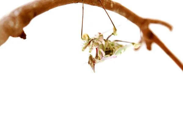 Preso Mantis Rezando Mantis Mantis Europea Mantis Orante Mantis Religiosa — Foto de Stock