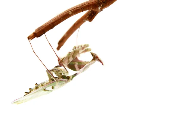 Bytte Mantis Ber Till Mantis European Mantis Eller Praying Mantis — Stockfoto