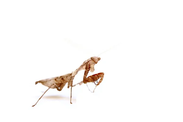 Preso Mantis Rezando Mantis Mantis Europea Mantis Orante Mantis Religiosa — Foto de Stock