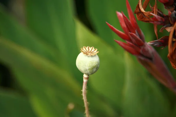 Cabeça Papoila Uma Cabeça Papoula Menos Pedais Flores Poppy Ópio — Fotografia de Stock