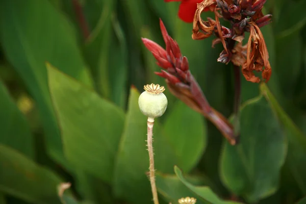 Mohnkopf Ein Mohnkopf Die Blütenpedale Schlafmohn Mohn Scheiben Geschnitten Für — Stockfoto