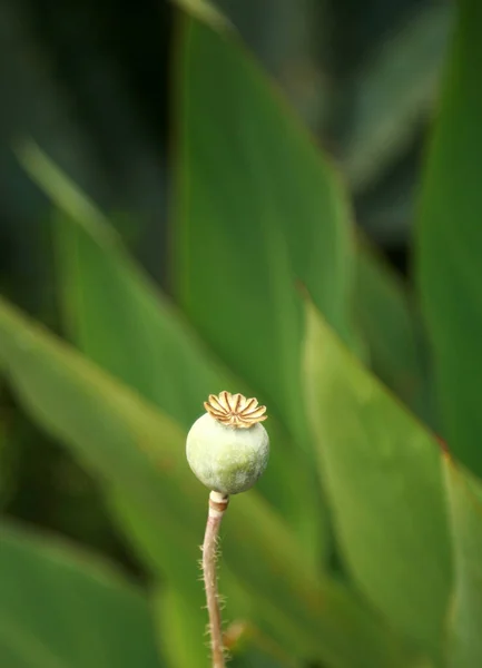 Mohnkopf Ein Mohnkopf Die Blütenpedale Schlafmohn Mohn Scheiben Geschnitten Für — Stockfoto