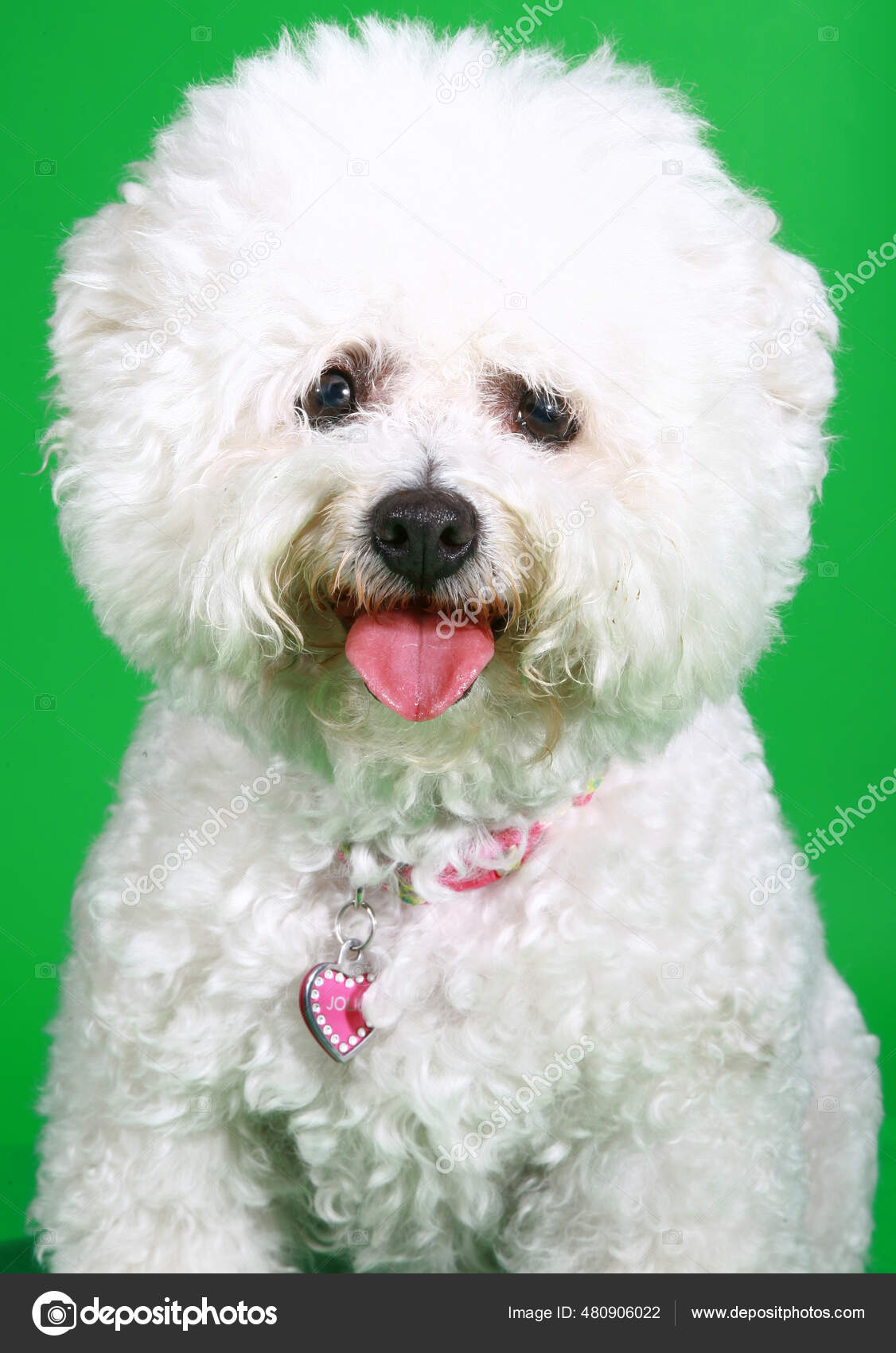 Bichon Frise Vagyok Z ld V szon Z ld K perny s H tt r Egy Tiszta
