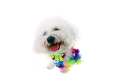 Bichon Frise. Mutlu ve komik bir Bichon Frise Dog. Beyazda izole edilmiş. Mesaj için yer var. Kesme yolu. Bichon Frise Köpekleri mutlu aile köpekleri. İnsanlar ve diğer hayvanlarla olmayı seviyorlar. Herkes köpekleri sever. Bugün bir köpek besle.. 