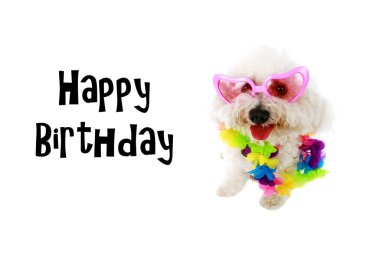 Bichon Frise. Mutlu ve komik bir Bichon Frise Dog. Beyazda izole edilmiş. Mesaj için yer var. Kesme yolu. Bichon Frise Köpekleri mutlu aile köpekleri. İnsanlar ve diğer hayvanlarla olmayı seviyorlar. Herkes köpekleri sever. Bugün bir köpek besle.. 