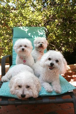 Bichon Frise köpekleri. Mutlu Gülümseyen Bichon Frise köpekleri bir bahar günü dışarıda. Bichon Frise köpekleri hayatı sever. Happy Dogs dışarıda şezlongda. Dışarıda sandalyede oturan sevimli beyaz Bichon Frise köpekleri. Bakım salonu ya da veteriner olarak kullanılabilir.. 