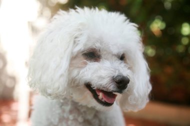 Bichon Frise köpekleri. Mutlu Gülümseyen Bichon Frise köpekleri bir bahar günü dışarıda. Bichon Frise köpekleri hayatı sever. Happy Dogs dışarıda şezlongda. Dışarıda sandalyede oturan sevimli beyaz Bichon Frise köpekleri. Bakım salonu ya da veteriner olarak kullanılabilir.. 
